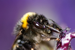 Bee I