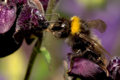 Bee II