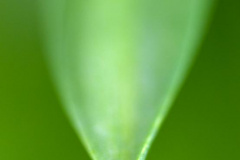 The tip of Life