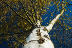 Silver Birch