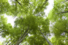 pano-copy-scaled