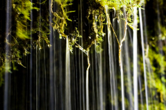 Moss at waterfall near Askrigg, North Yorkshire, England