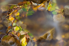 Autum leaves left in a circle of stones by a waterfall